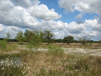 Dwingelderveld